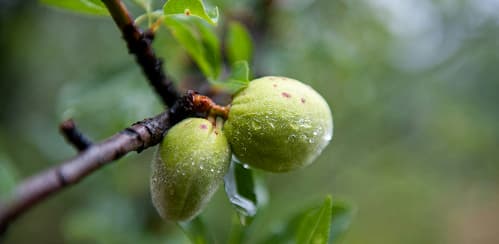 Almond tree